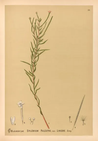 Medicinal Plants Pl 152
