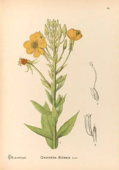 Medicinal Plants Pl 153
