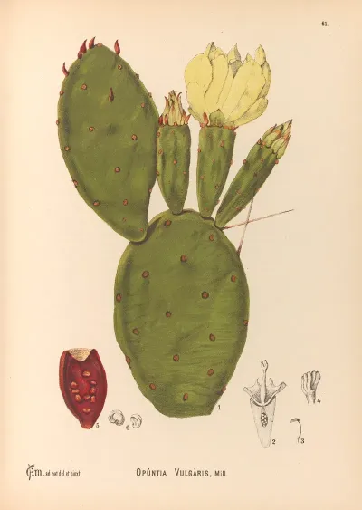 Medicinal Plants Pl 154