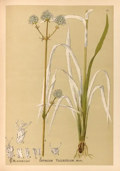 Medicinal Plants Pl 155