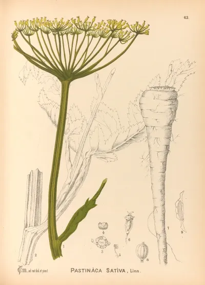 Medicinal Plants Pl 156