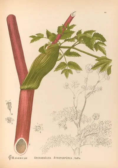Medicinal Plants Pl 157