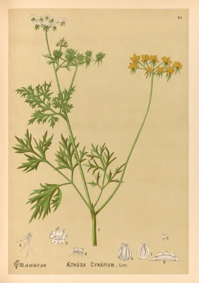 Medicinal Plants Pl 158
