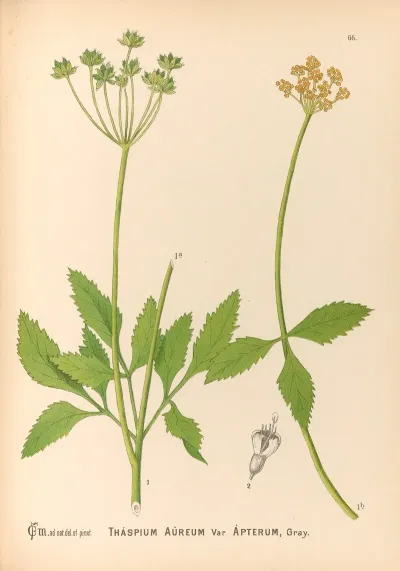 Medicinal Plants Pl 159