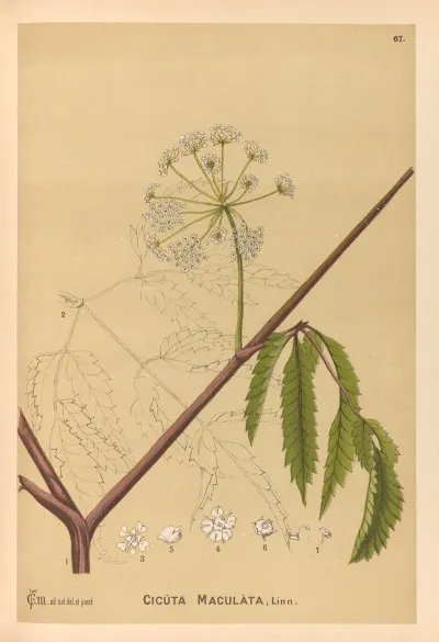 Medicinal Plants Pl 160