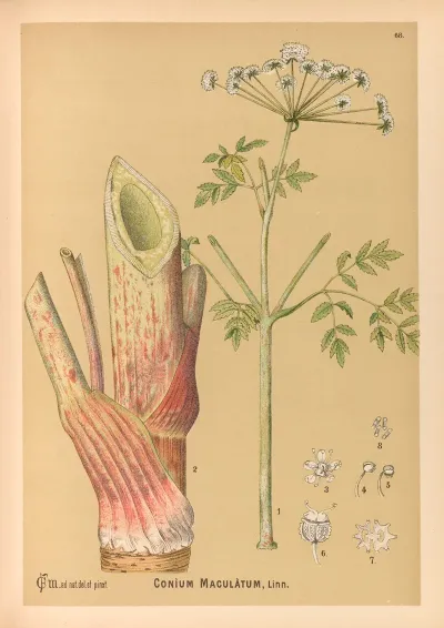 Medicinal Plants Pl 161