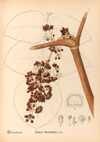 Medicinal Plants Pl 162