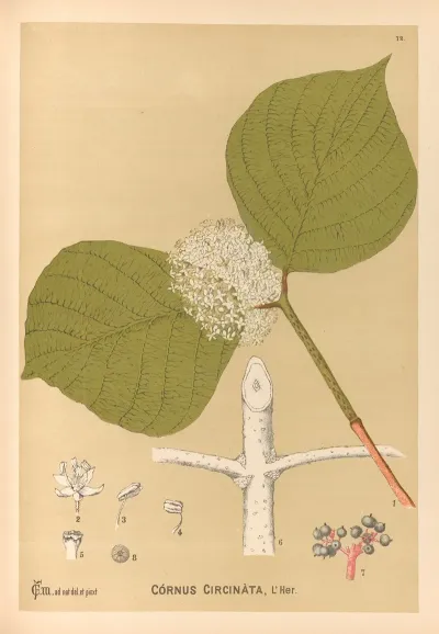 Medicinal Plants Pl 165