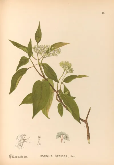 Medicinal Plants Pl 166