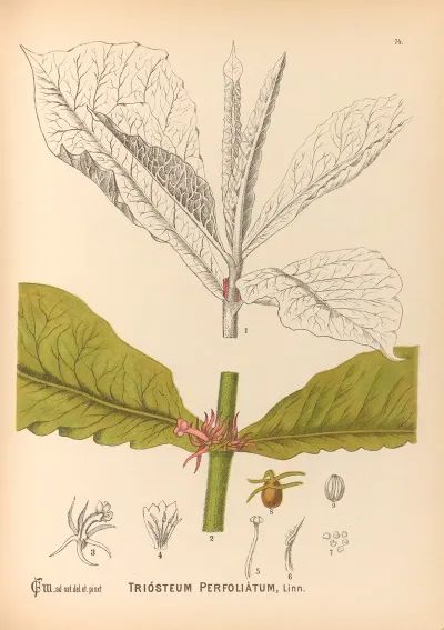 Medicinal Plants Pl 167