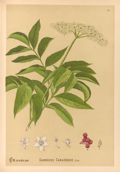 Medicinal Plants Pl 168