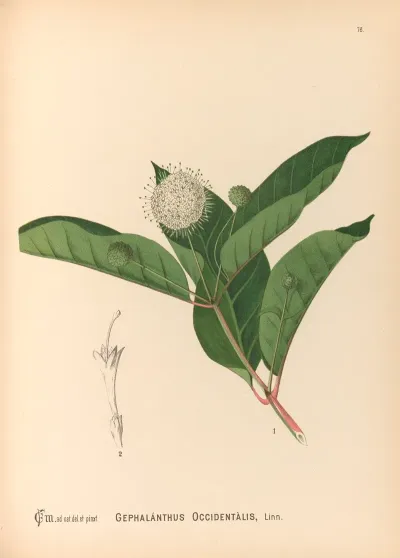 Medicinal Plants Pl 169