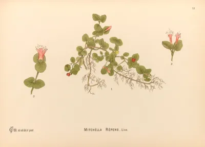 Medicinal Plants Pl 170