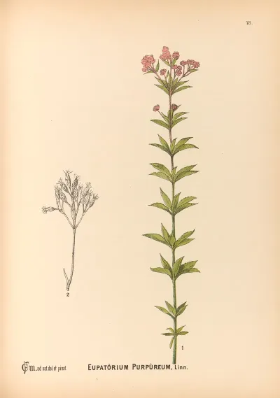 Medicinal Plants Pl 171