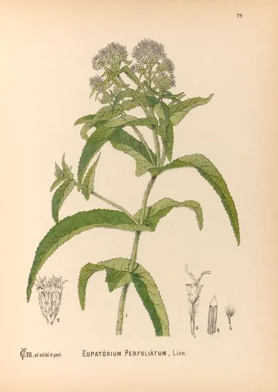 Medicinal Plants Pl 172