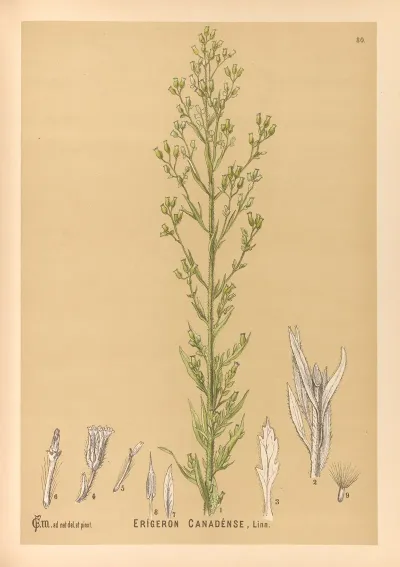 Medicinal Plants Pl 173