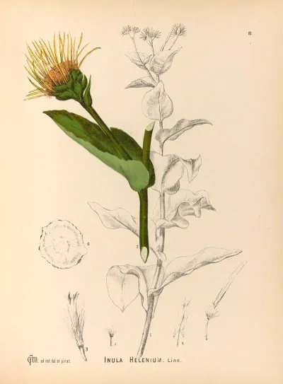 Medicinal Plants Pl 174
