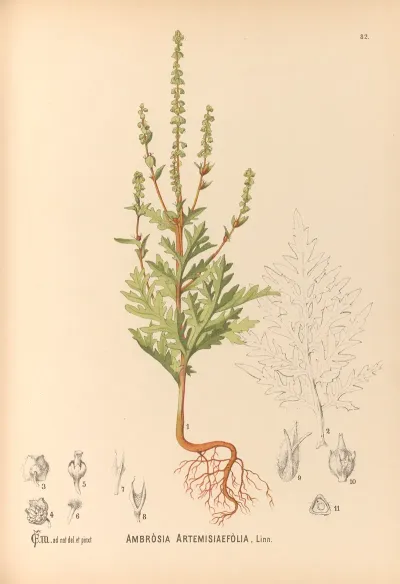 Medicinal Plants Pl 175
