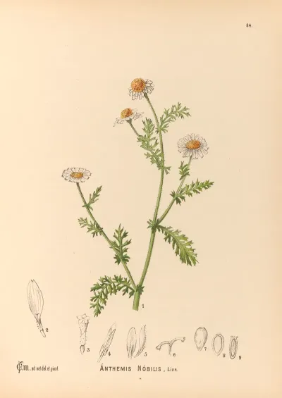 Medicinal Plants Pl 177
