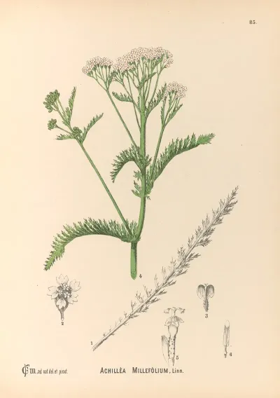 Medicinal Plants Pl 178