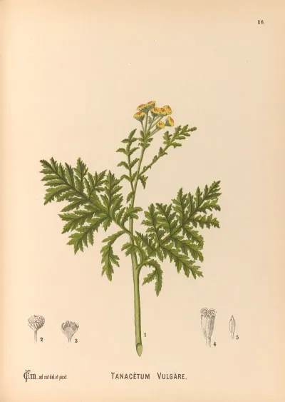 Medicinal Plants Pl 179