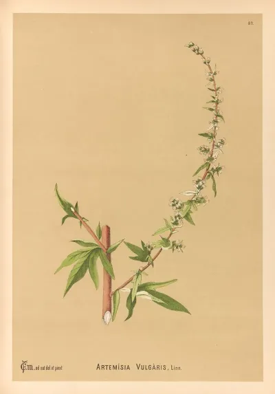 Medicinal Plants Pl 180