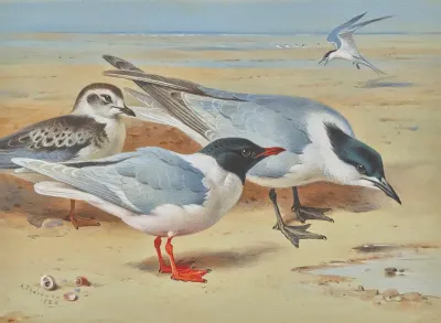 Mediterranean Gull And Juvenile With Sandwich Terns On A Beach