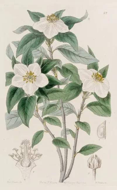 Medlar Like Lindleya