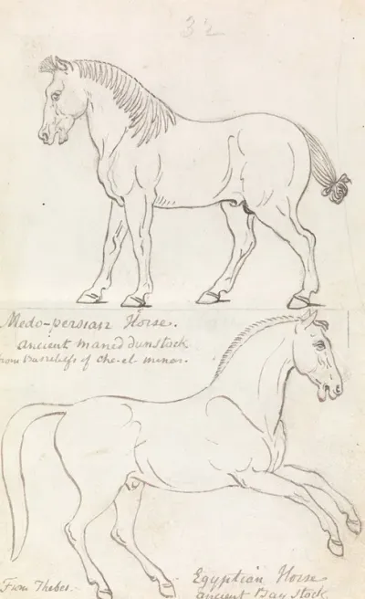 Medo Persian Horse And Egyptian Horse