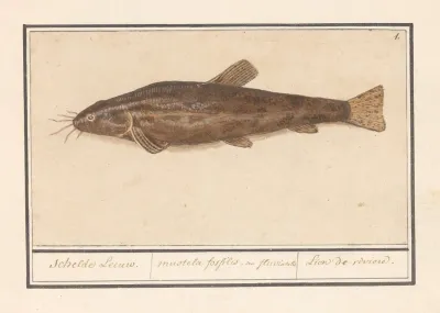 Meerval Siluridae Schelde Leeuw Mustela Fosfilis Seu Fluviatalis Lion De Riviere