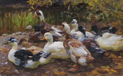 Meine Enten Elf Enten Am Ufer