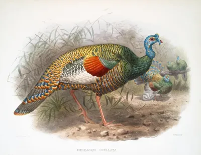 Melaeacris Ocellata 2