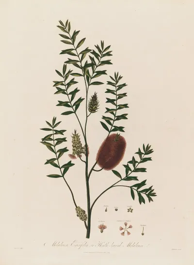 Melaleuca Ericifolia Or Heath Leaved Melaleuca