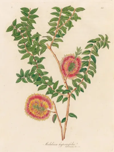 Melaleuca Hypericifolia