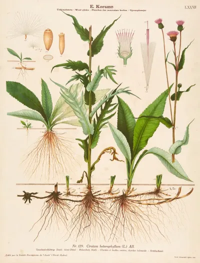 Melancholy Thistle