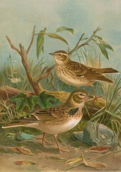 Melanocorypha Calandra Lullula Arborea