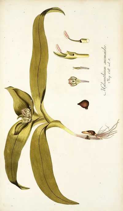 Melanthium Eucomoides