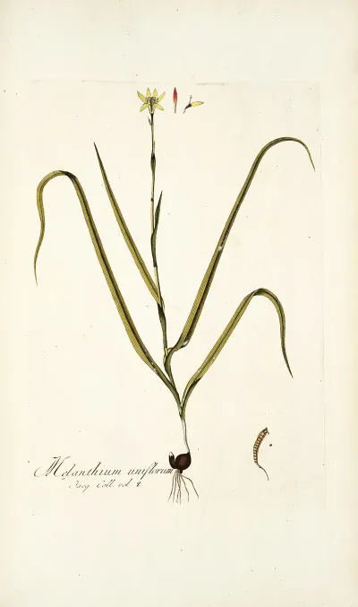 Melanthium Uniflorum