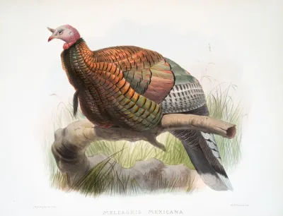 Meleagris Mexicana 2