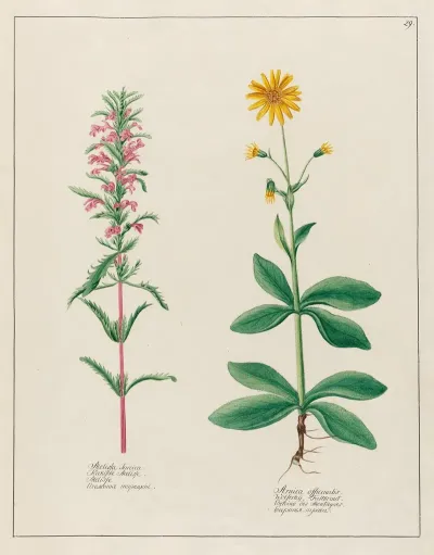 Melissa Turcica And Arnica Officinalis