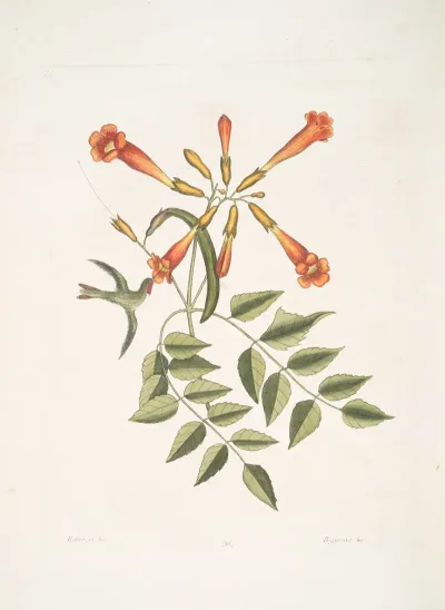 Mellivora Bignonia C The Trumpet Flower