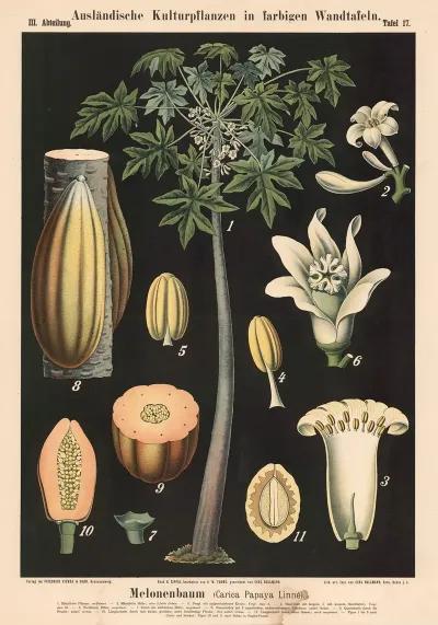 Melonenbaum Carica Papaya Linne