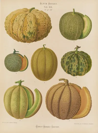 Melons 2
