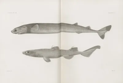 Memoirs Of The Museum Of Comparative Zoology At Harvard College Pl 01
