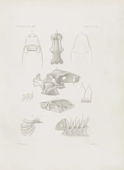 Memoirs Of The Museum Of Comparative Zoology At Harvard College Pl 02
