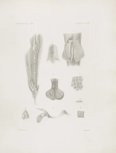 Memoirs Of The Museum Of Comparative Zoology At Harvard College Pl 03