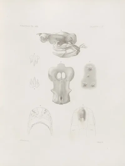 Memoirs Of The Museum Of Comparative Zoology At Harvard College Pl 04