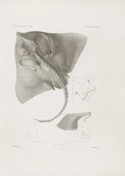 Memoirs Of The Museum Of Comparative Zoology At Harvard College Pl 06