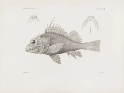 Memoirs Of The Museum Of Comparative Zoology At Harvard College Pl 07