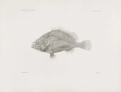 Memoirs Of The Museum Of Comparative Zoology At Harvard College Pl 08